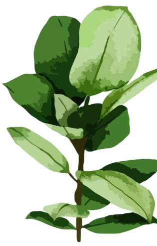 plot_leaves